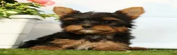 Yorkshire Terrier dogs for sale: Josie - Ad 5