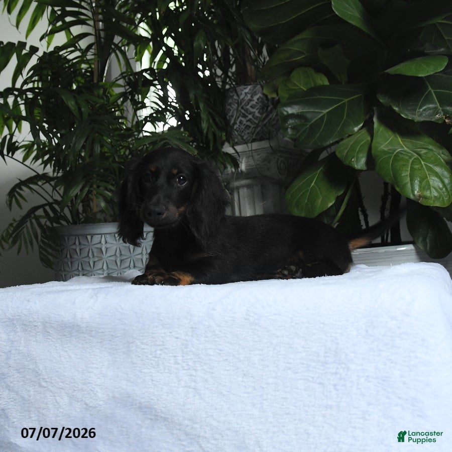 Miniature Dachshund dogs Oakley - Ad 2
