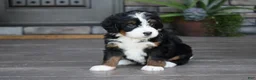 Mini Bernedoodle dogs for sale: Carla - Ad 7