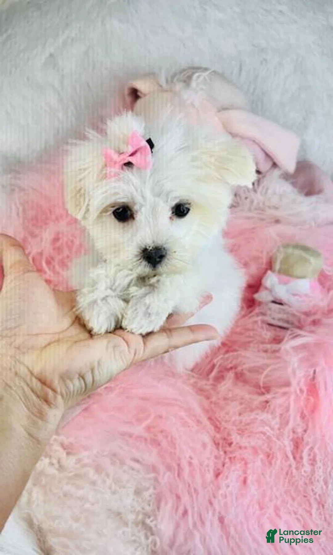 Maltese dogs for sale: Maltese Puppy 1 - Ad 1