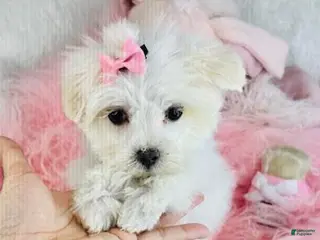 Maltese dogs Maltese Puppy 1 - Ad 12