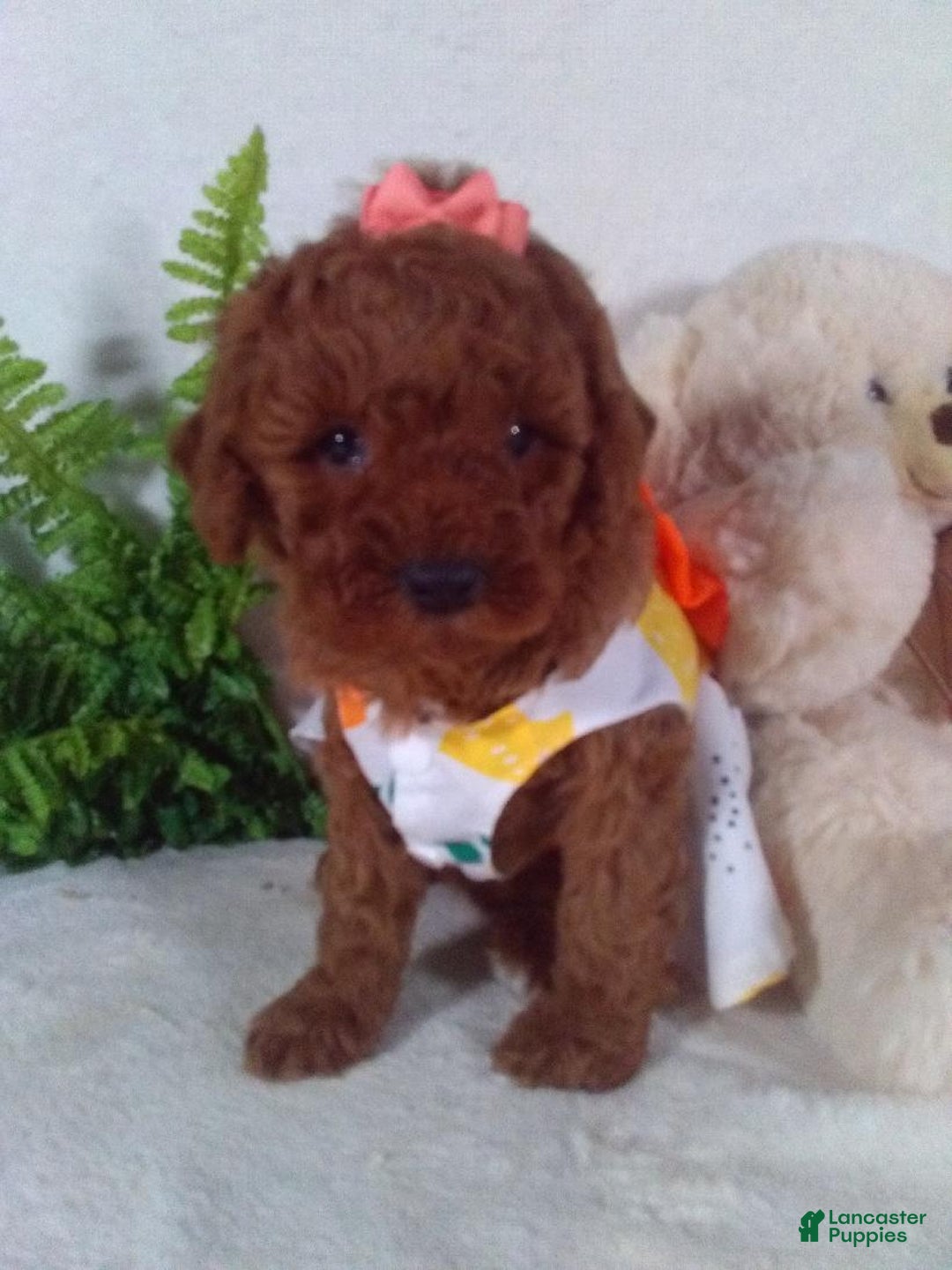 Cavapoo dogs for sale: Jasmine - Ad 2