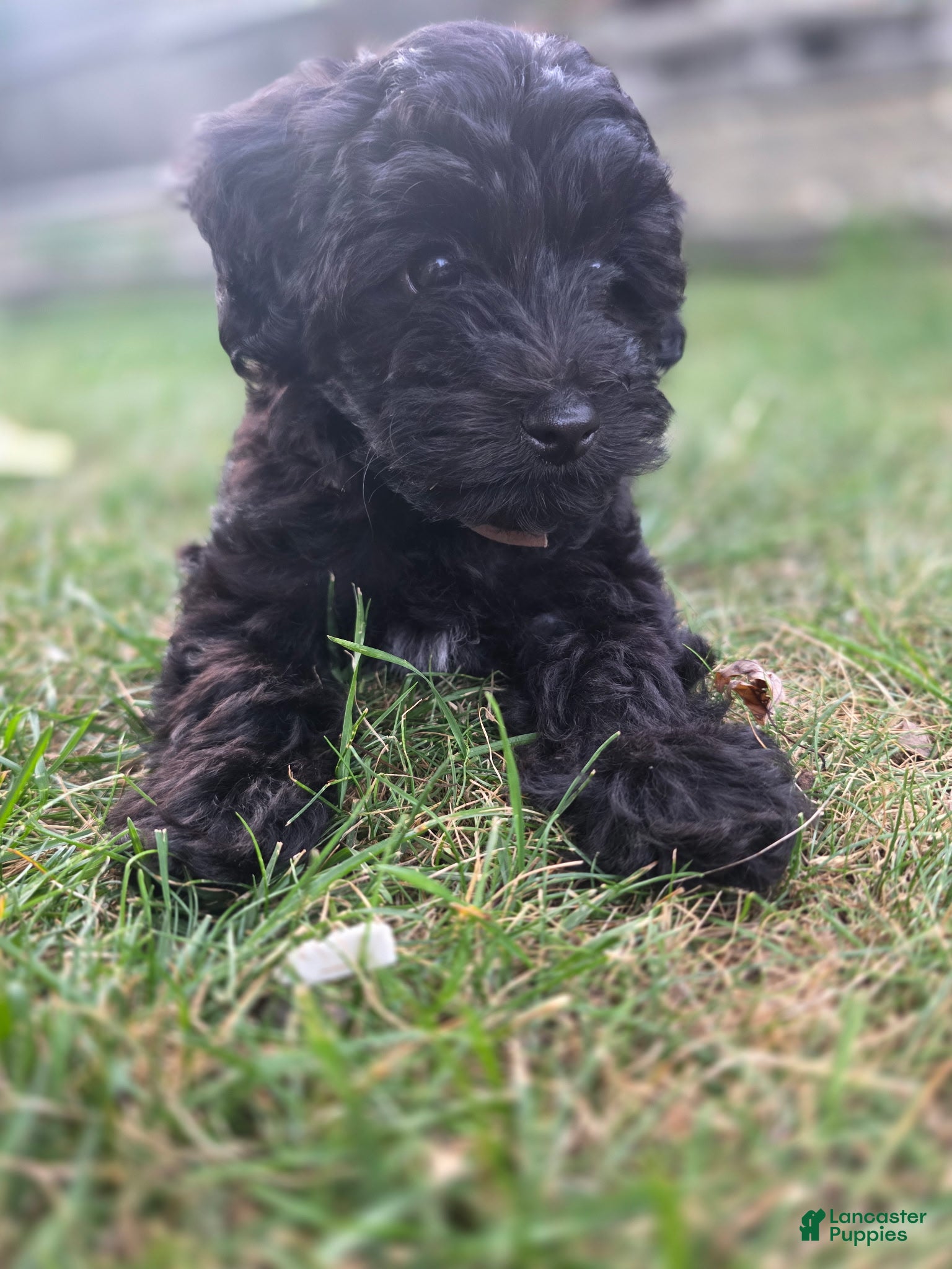 Yorkiepoo dogs Russell - Ad 1