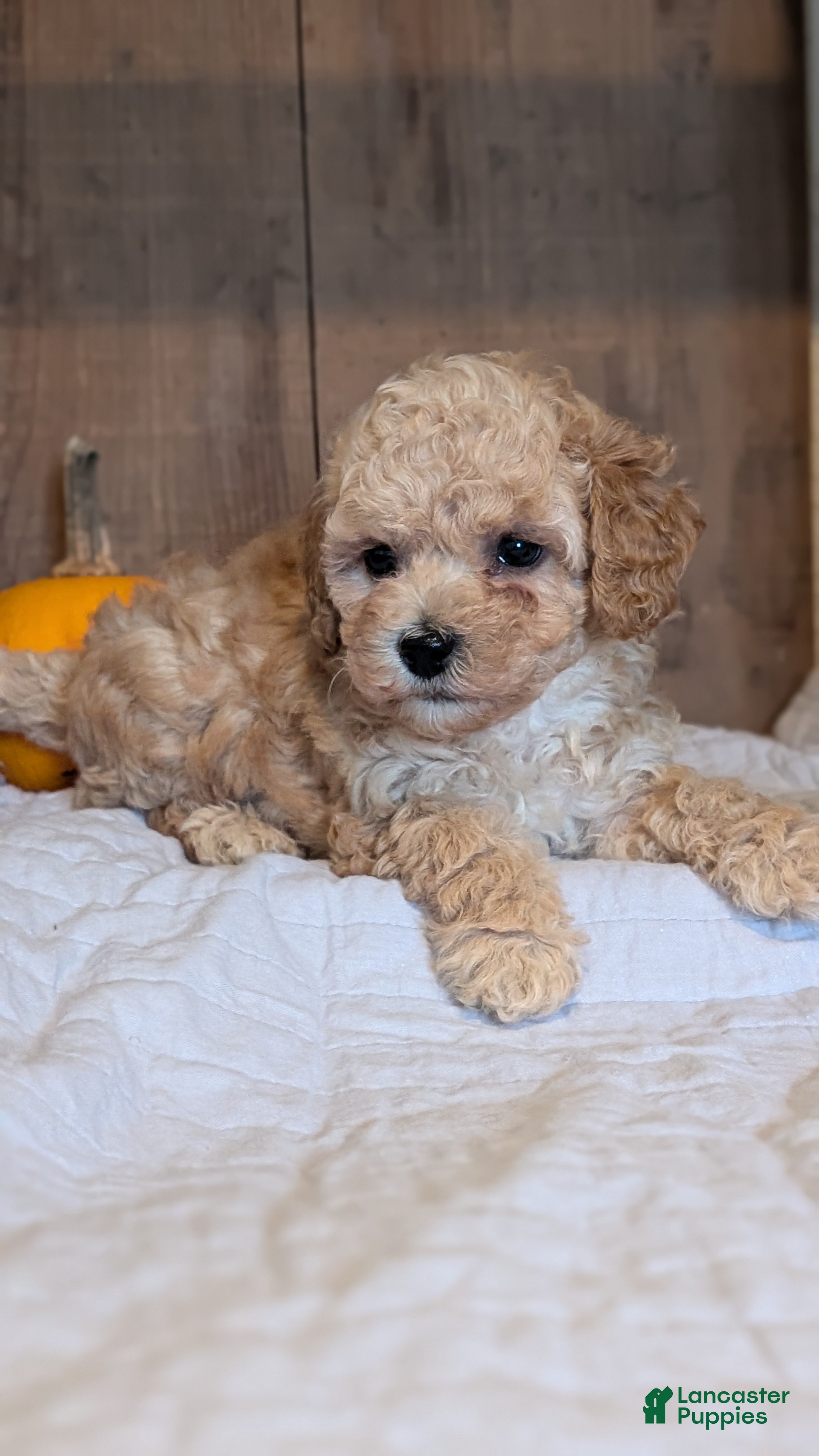 Miniature Poodle dogs Lexi - Ad 2