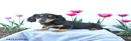 Miniature Dachshund dogs for sale: Winnie - Ad 1