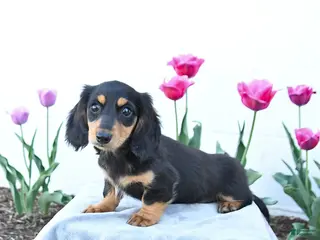 Miniature Dachshund dogs for sale: Winnie - Ad 3