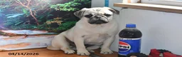 Pug dogs for sale: Donald - Ad 4