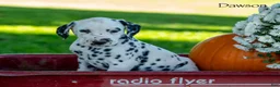 Dalmatian dogs for sale: Dawson - Ad 2