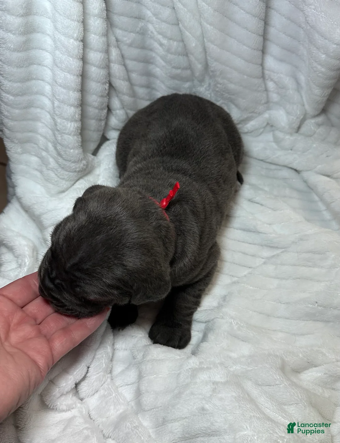 Cane Corso dogs for sale: Cane Corso Puppy 5 - Ad 2