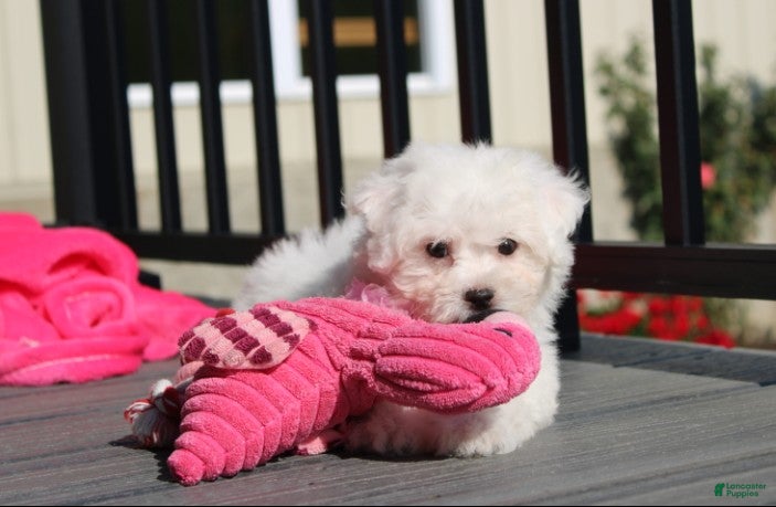 Bichon Frise dogs for sale: 🩷Jasmine🩷  - Ad 2