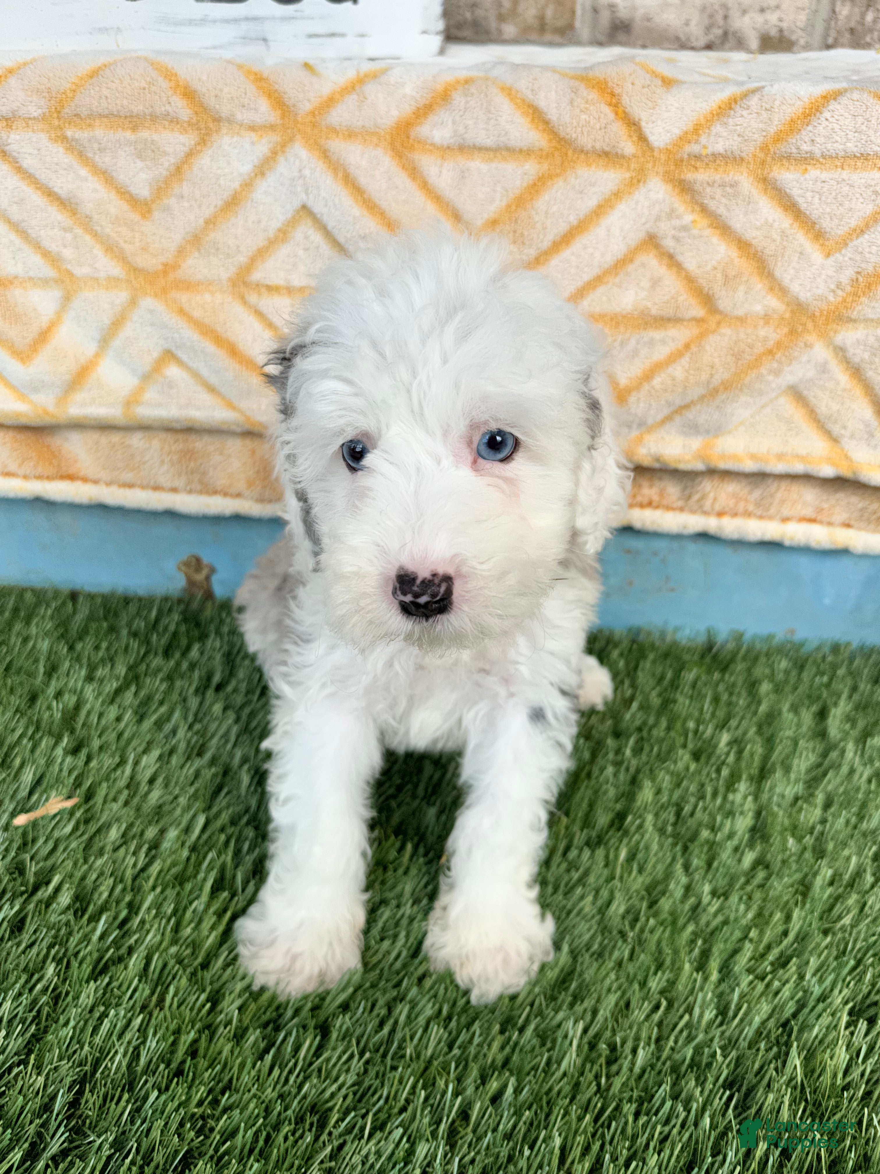 Mini Bernedoodle dogs Nitro - Ad 30