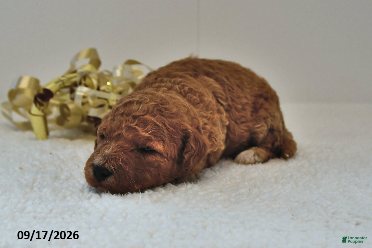 Mini Goldendoodle dogs Benson - Ad 2