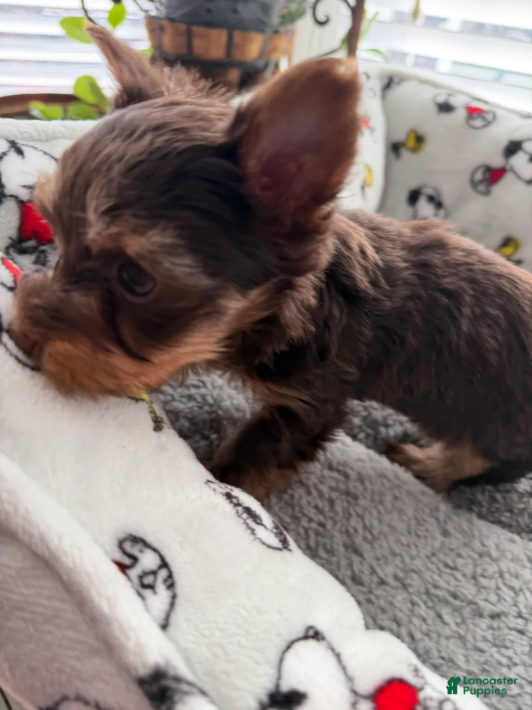 Yorkshire Terrier dogs for sale: Gus - Ad 2