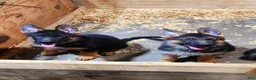 German Shepherd dogs for sale: German Shepherd 3 - Ad 9