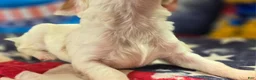 Cavapoo dogs for sale: Cream - Ad 5