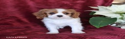 Cavalier King Charles Spaniel dogs for sale: Archie - Ad 4