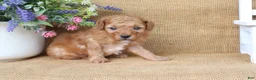 Miniature Poodle dogs for sale: Oliver - Ad 5
