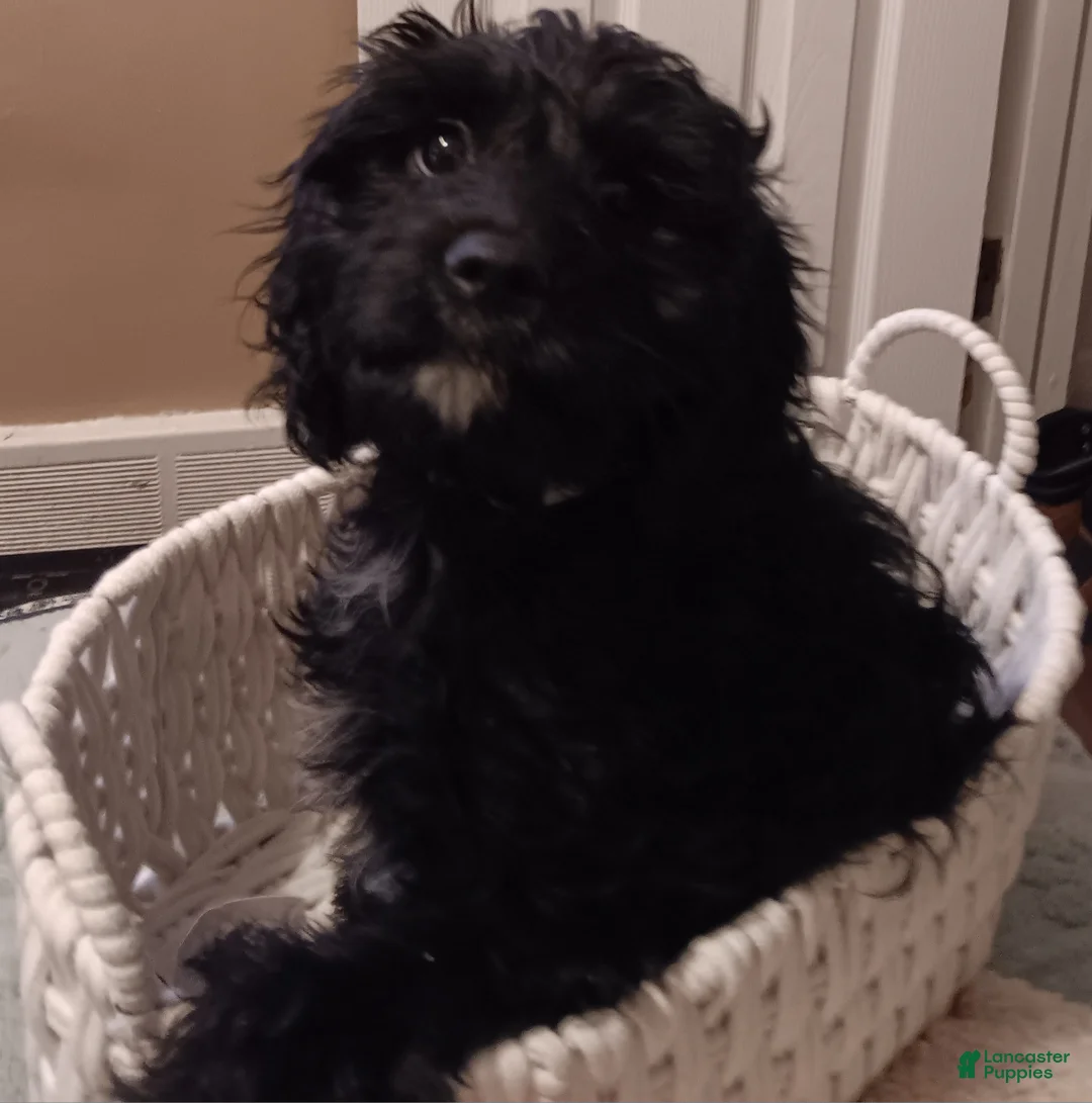 Cavapoo dogs for sale: Marley  - Ad 2