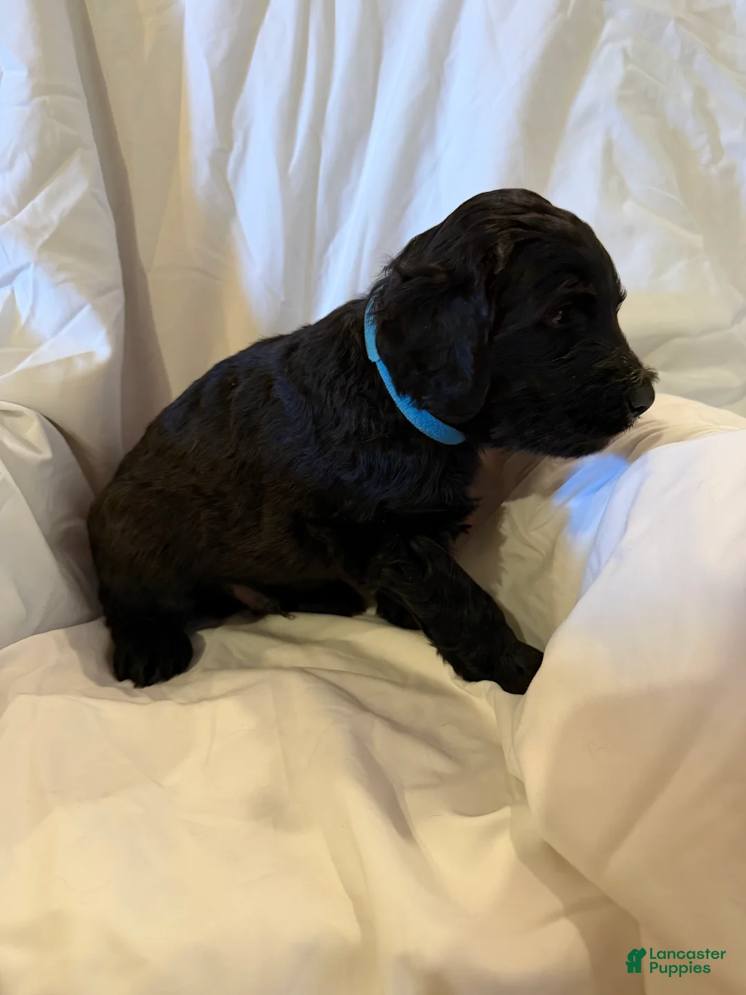 Labradoodle dogs for sale: Labradoodle Light Blue - Ad 2