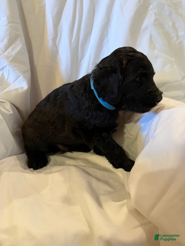 Labradoodle Light Blue Labradoodle for sale in Mifflinburg | Lancaster ...