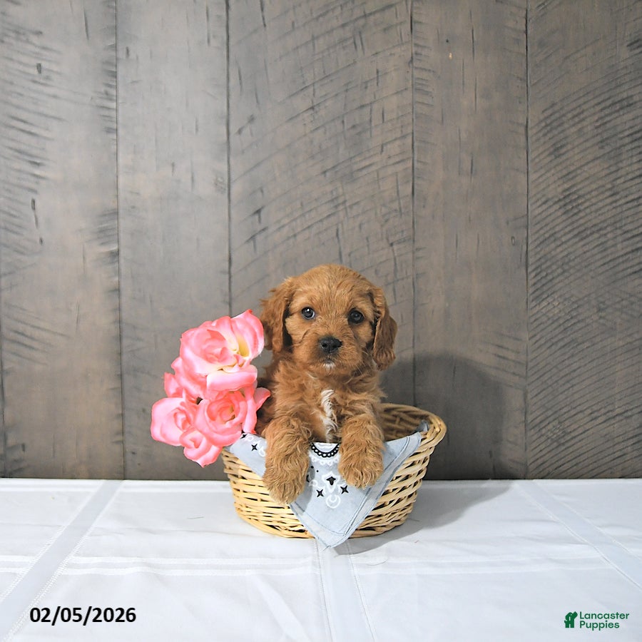 Cavapoo dogs Fae - Ad 2