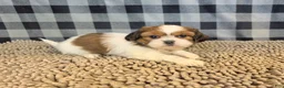 Shih Tzu dogs for sale: Abe - Ad 7