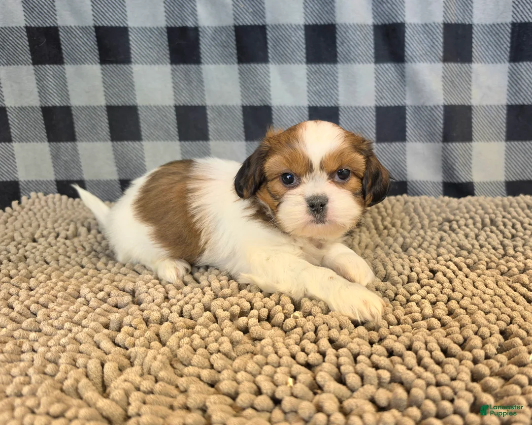 Shih Tzu dogs for sale: Abe - Ad 7
