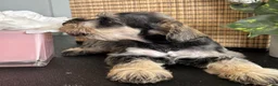 Miniature Schnauzer dogs for sale: Molly - Ad 19