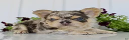 French Bulldog dogs for sale: Raptor - Ad 5