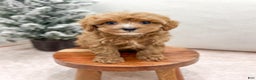 Cavapoo dogs for sale: Kati - Ad 2