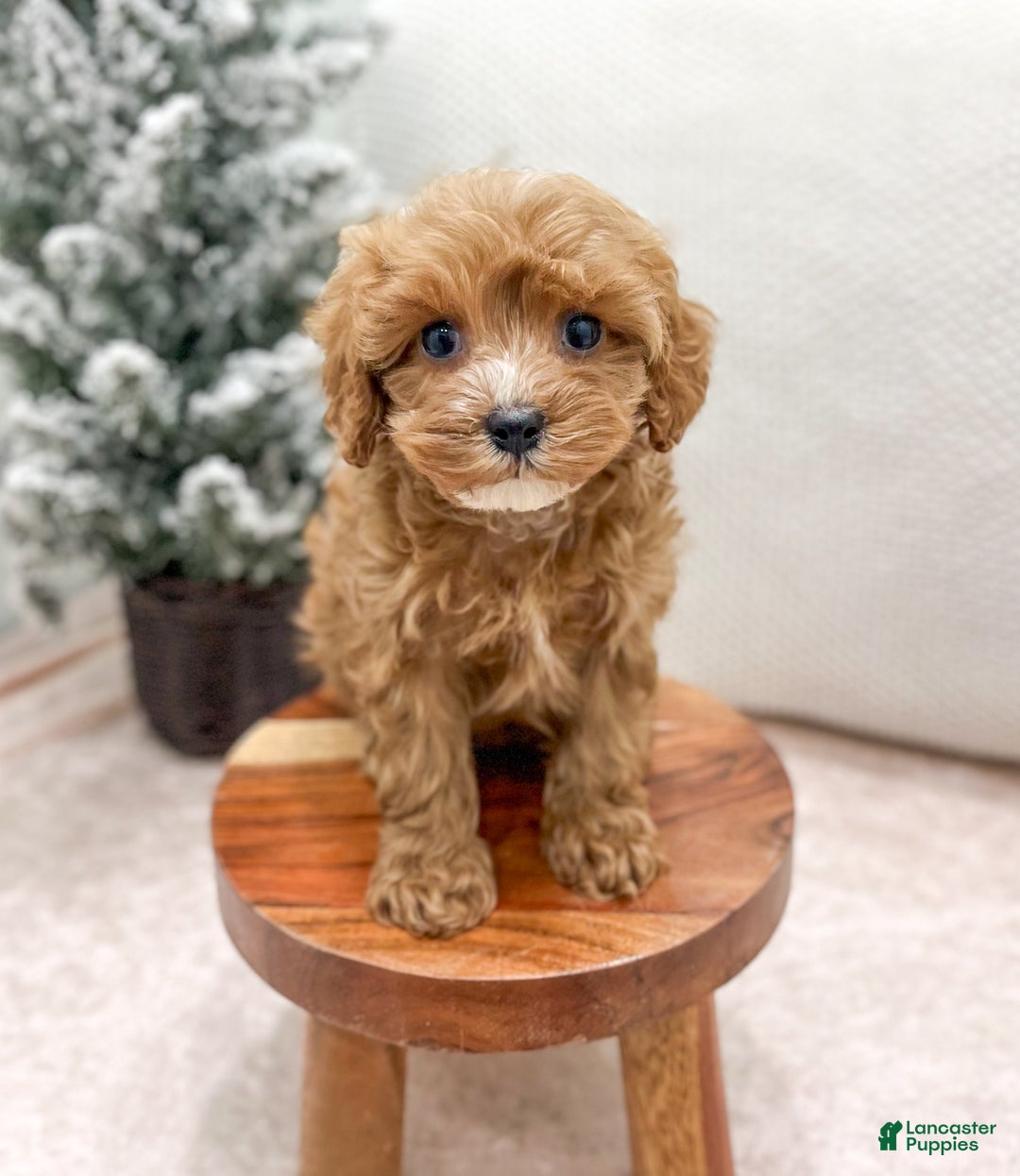 Cavapoo dogs for sale: Kati - Ad 2