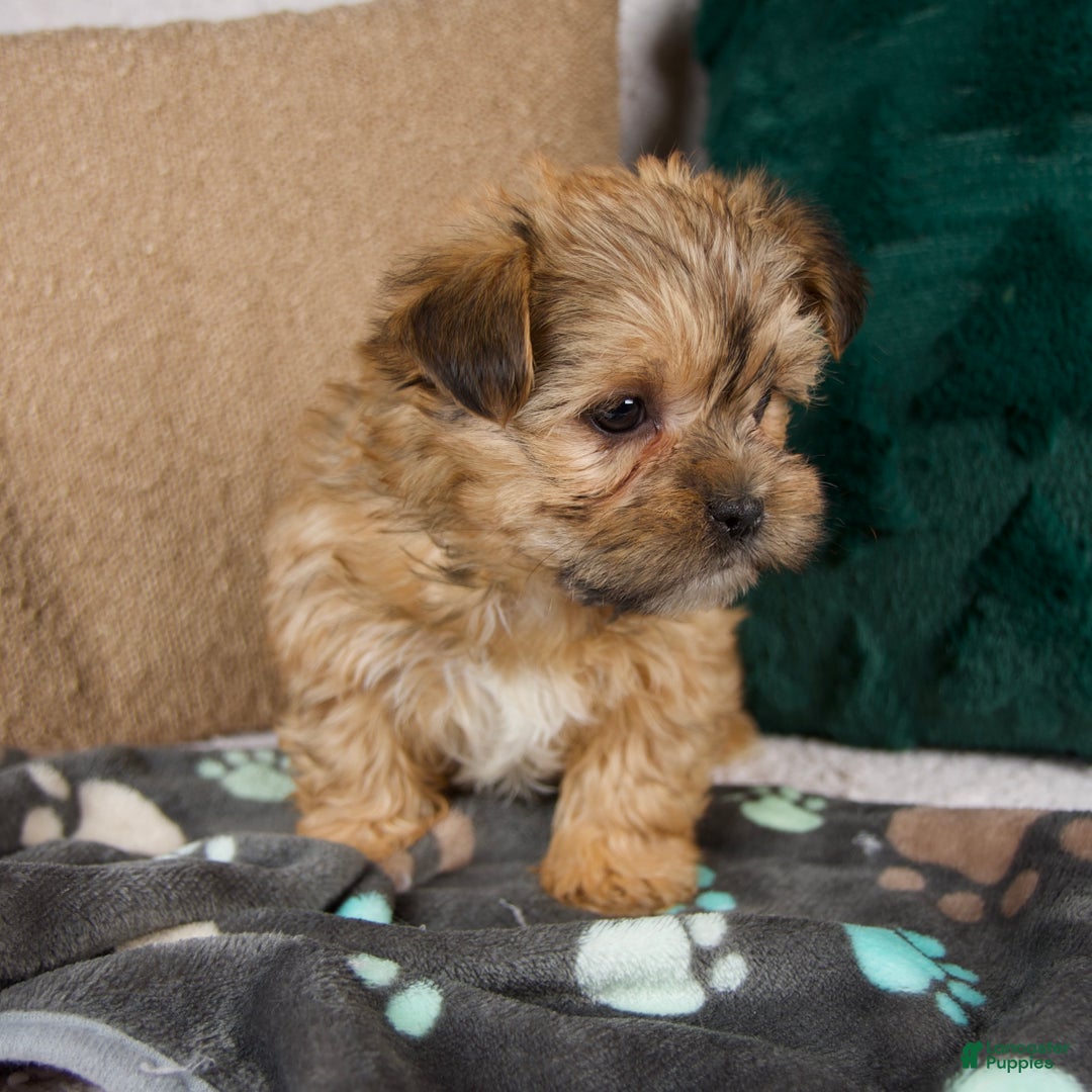 Shorkie dogs for sale: Ivy - Ad 5
