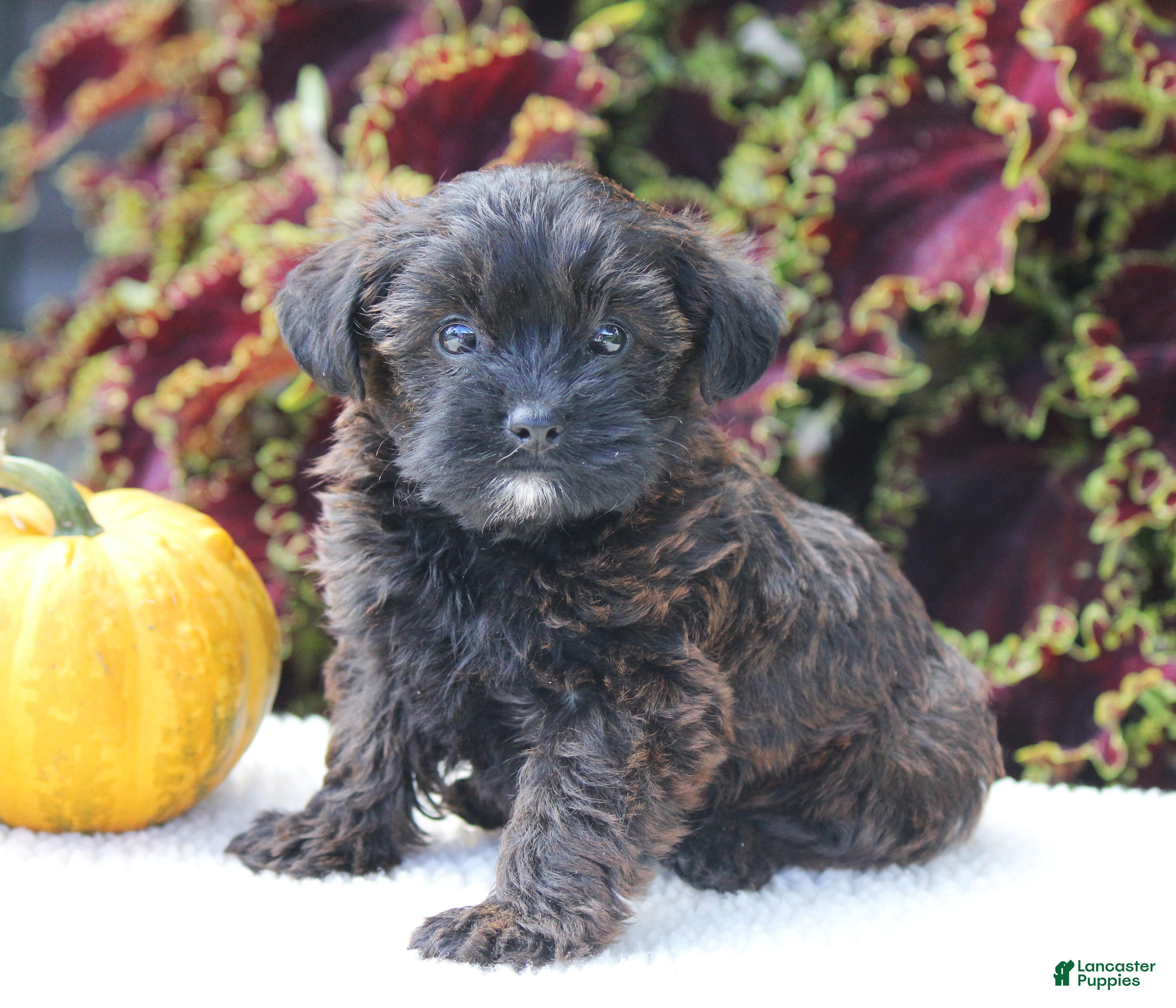 Yorkiepoo dogs Kara - Ad 1