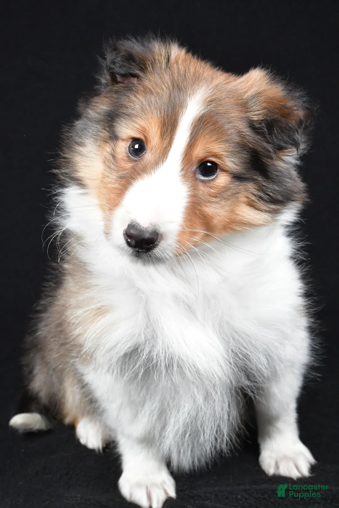 Shetland Sheepdog dogs for sale: Maggie - Ad 8
