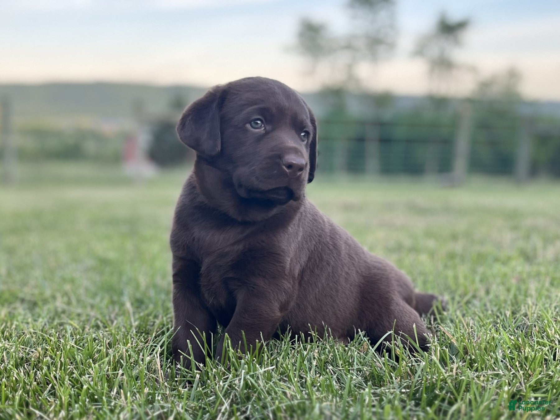 Labrador Retriever dogs Hunter - Ad 1