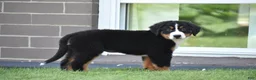 Bernese Mountain Dog dogs for sale: Maggie - Ad 12