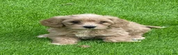 Cockapoo dogs for sale: Cockapoo 1 - Ad 3