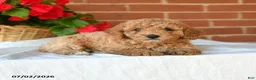 Miniature Poodle dogs for sale: Chase - Ad 3