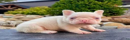 French Bulldog dogs for sale: Bugatti Pink - Ad 3