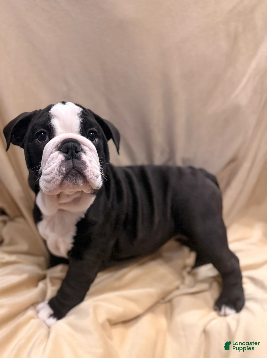 English Bulldog dogs for sale: Cindy Lou  - Ad 11