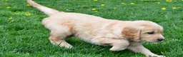 Golden Retriever dogs for sale: Diesel - Ad 10