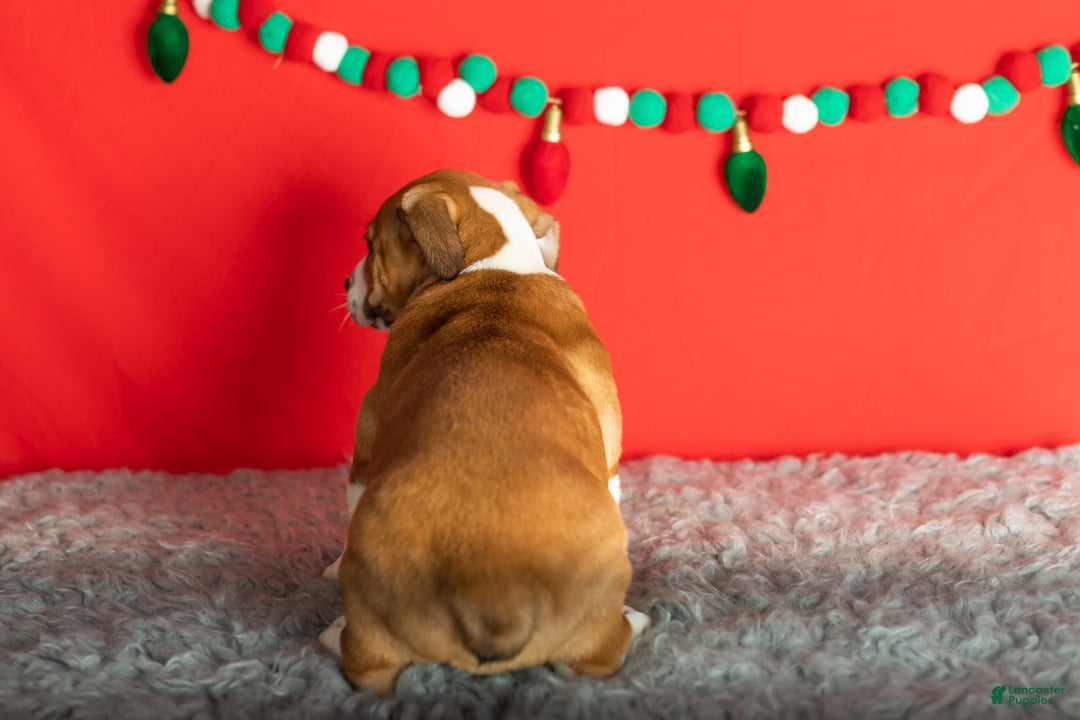 Mixed Breed dogs for sale: Ollie - Ad 4