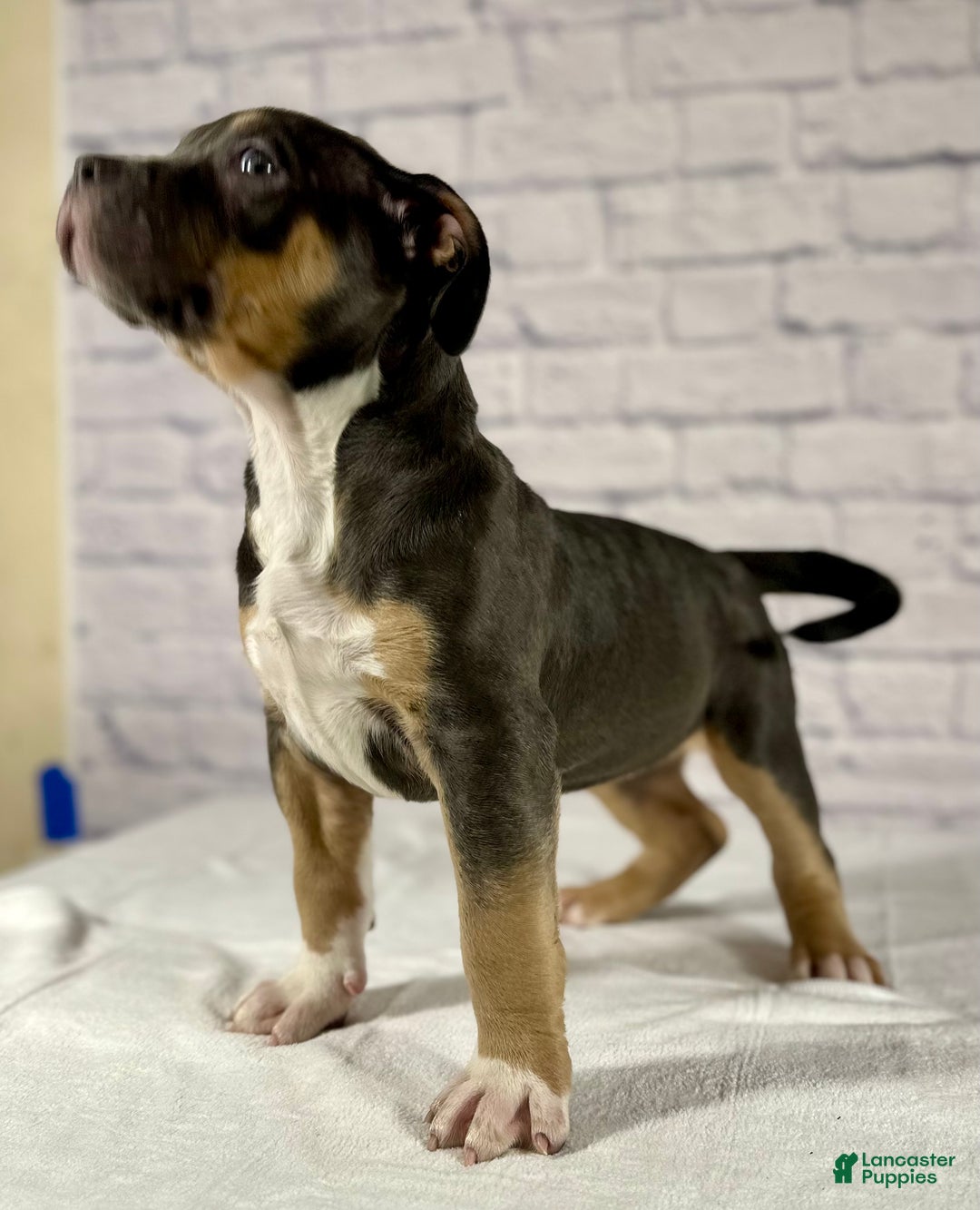 American Bully dogs for sale: Maggie - Ad 6