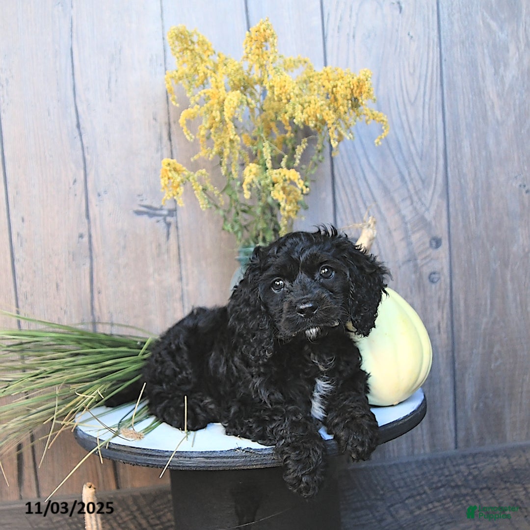 Cockapoo dogs for sale: Chloe - Ad 4
