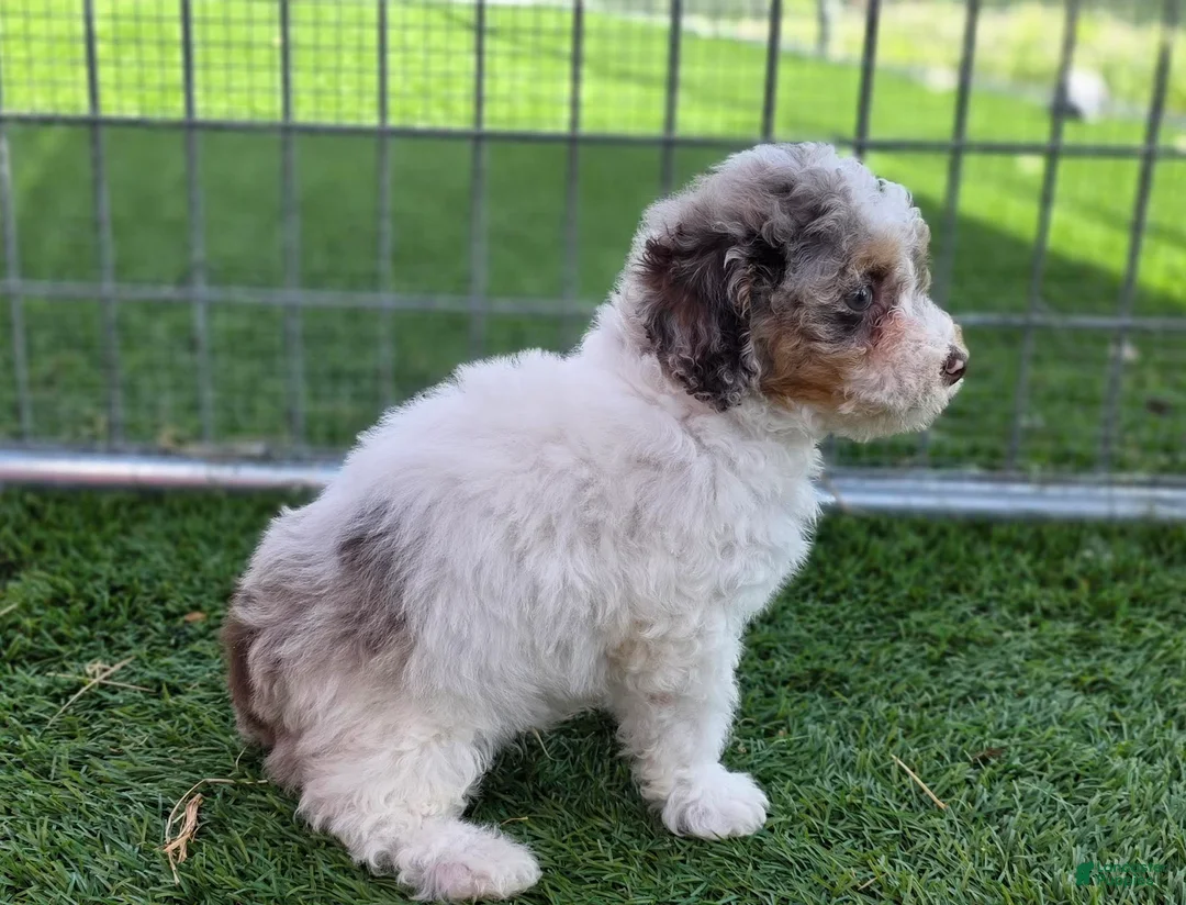 Miniature Poodle dogs for sale: Granite Miniature Poodle Puppy  - Ad 2