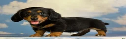 Miniature Dachshund dogs for sale: Akc Kinder LH OFA PRA clear Chocolate carrier  - Ad 4
