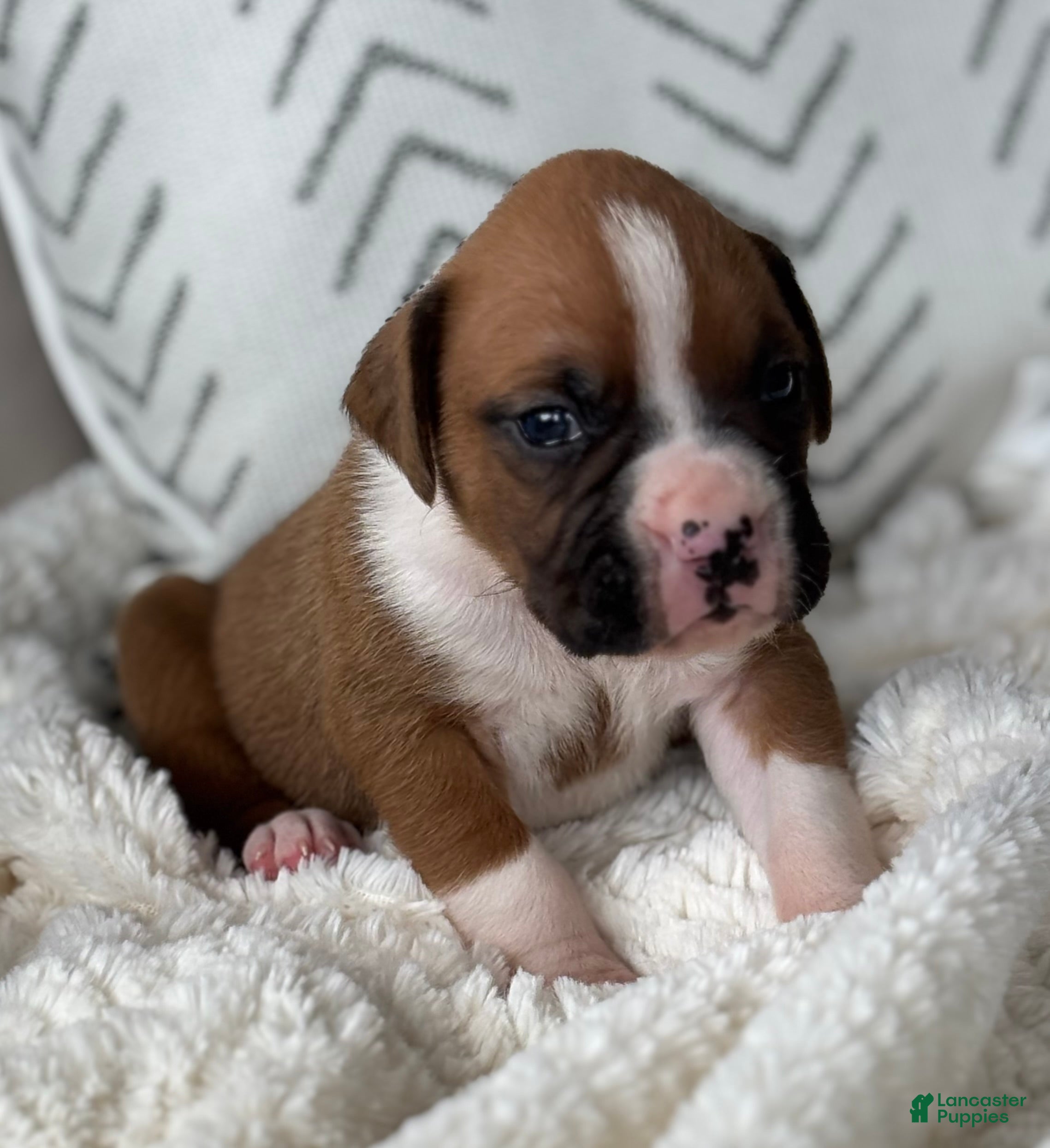 Boxer dogs Charlie - Ad 2