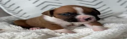 Boxer dogs for sale: Charlie - Ad 2