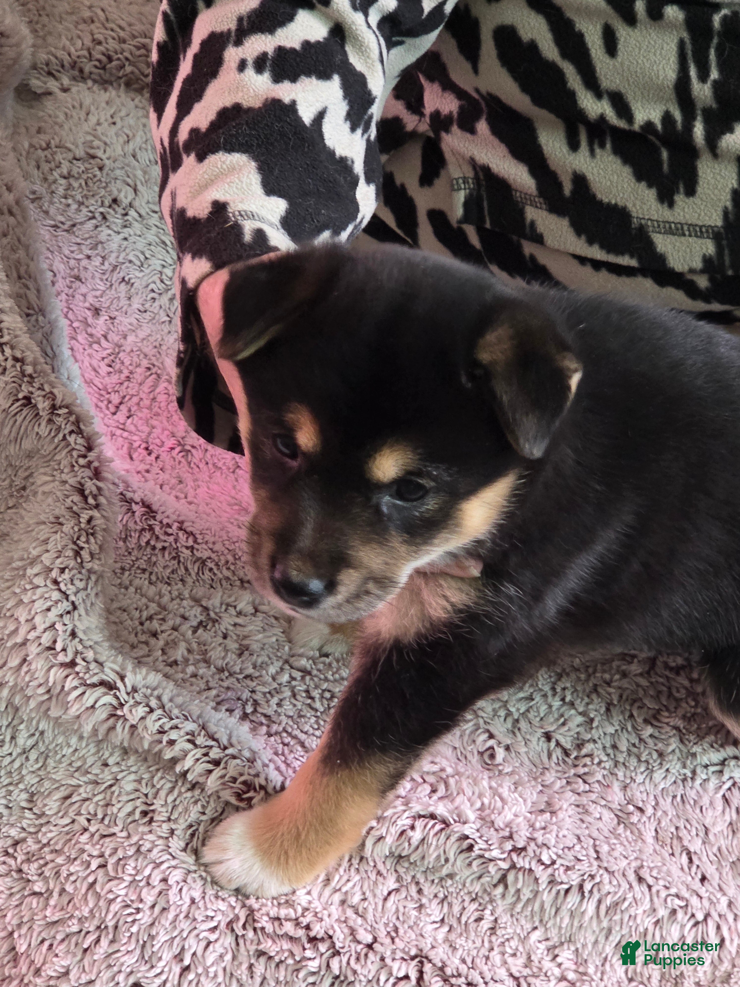 Shiba Inu dogs for sale: Shiba Inu Puppy 1 - Ad 1