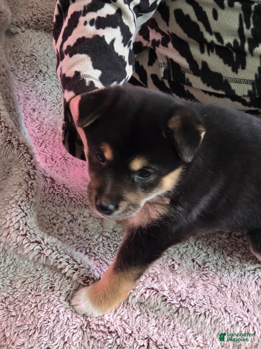Shiba Inu dogs for sale: Shiba Inu Puppy 1 - Ad 1